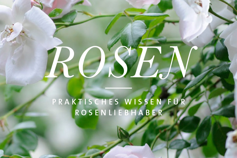 Rosen Ebook