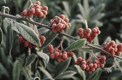 http://terwiege-backup.ub-marketingberatung.de/wp-content/uploads/2020/10/gartengestaltung-winter-bb-420x274.jpg